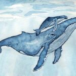 Baleine bleue, illustration par Noëmie Le Crom