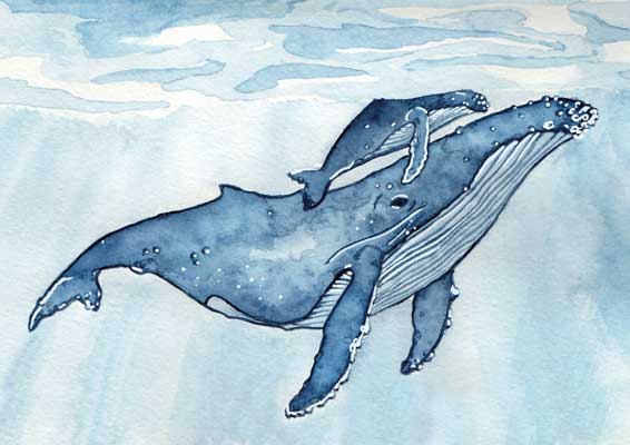 Baleine bleue, illustration par Noëmie Le Crom