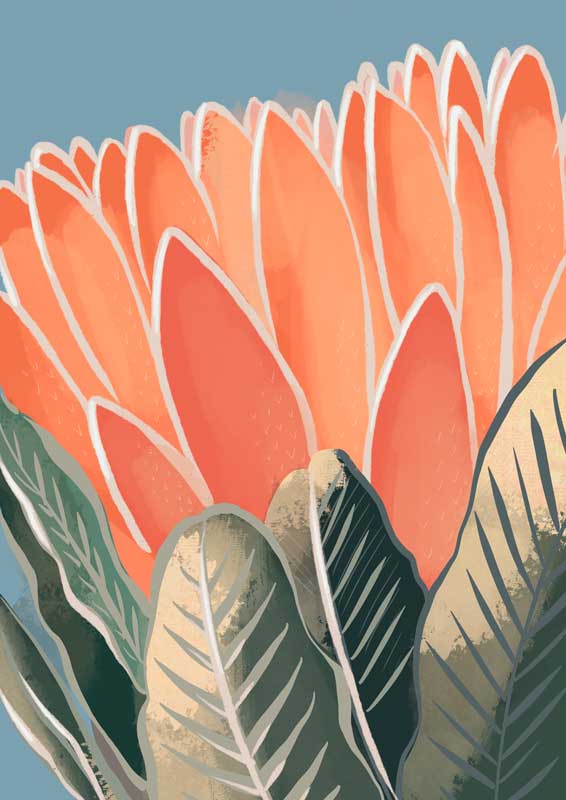 Protea, illustration par Noëmie Le Crom