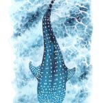 Requin baleine, illustration par Noëmie Le Crom