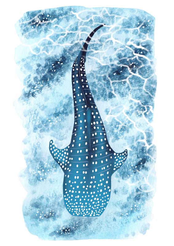 Requin baleine, illustration par Noëmie Le Crom