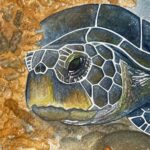 Tortue bleue, illustration par Noëmie Le Crom