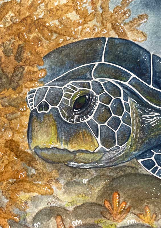 Tortue bleue, illustration par Noëmie Le Crom