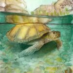 Tortue verte, illustration par Noëmie Le Crom