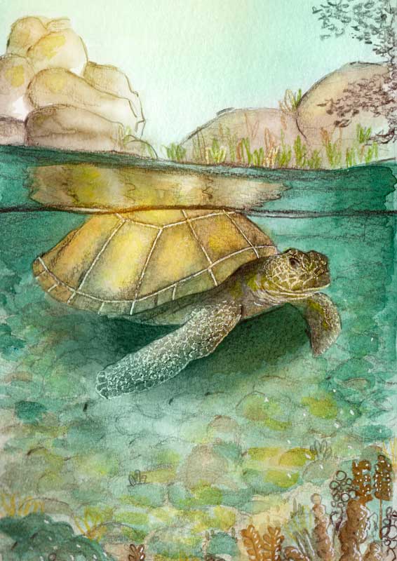 Tortue verte, illustration par Noëmie Le Crom